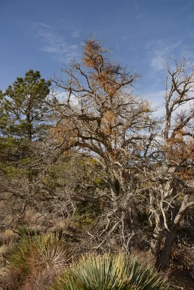 DSC_6243 (Large).JPG